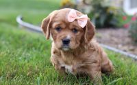 Female Mini Golden Retriever Pup - Luna