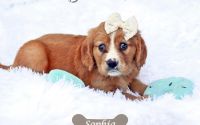 Female Mini Golden Retriever Pup - Sophia