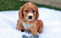 Male Mini Golden Retriever Pup - Kyle