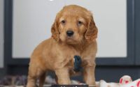Male Mini Golden Retriever Pup - Heath