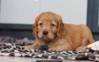 Male Mini Golden Retriever Pup - Heath