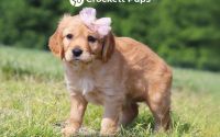 Female Mini Golden Retriever Pup - Freesia