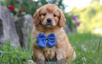 Male Mini Golden Retriever Pup - Jason
