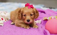 Female Mini Golden Retriever Pup - Mistletoe