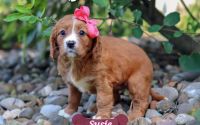 Female Mini Golden Retriever Pup - Susie