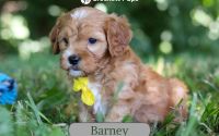 Male Mini Golden Retriever Pup - Barney