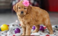 Female Mini Golden Retriever Pup - Indigo