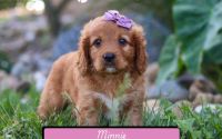 Female Mini Golden Retriever Pup - Minnie