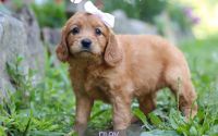 Female Mini Golden Retriever Pup - Riley