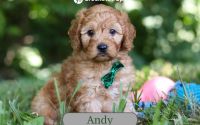 Male Mini Golden Retriever Pup - Andy
