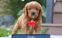 Male Mini Golden Retriever Pup - Strider