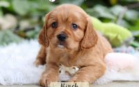 Male Mini Golden Retriever Pup - Birch