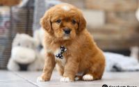 Male Mini Golden Retriever Pup - Buddy