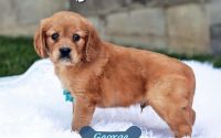 Male Mini Golden Retriever Pup - George