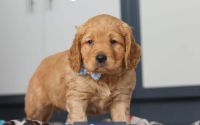 Male Mini Golden Retriever Pup - Sage