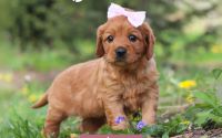Female Mini Golden Retriever Pup - Ahnna
