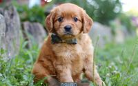 Male Mini Golden Retriever Pup - Caleb