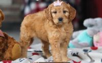 Female Mini Golden Retriever Pup - Rose