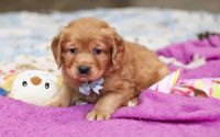 Male Mini Golden Retriever Pup - Holiday