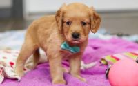 Male Mini Golden Retriever Pup - Evergreen