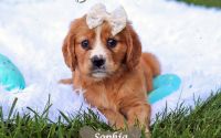 Female Mini Golden Retriever Pup - Sophia