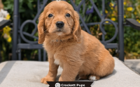 Male Mini Golden Retriever Pup - Max