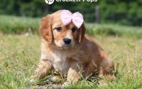 Female Mini Golden Retriever Pup - Blossom
