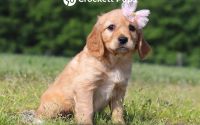 Female Mini Golden Retriever Pup - Violet