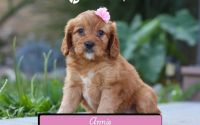 Female Mini Golden Retriever Pup - Annie