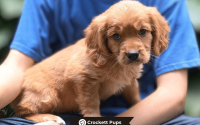Male Mini Golden Retriever Pup - Duke