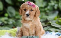 Female Mini Golden Retriever Pup - Apple