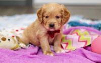 Male Mini Golden Retriever Pup - Eggnog