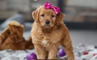 Female Mini Golden Retriever Pup - Violet