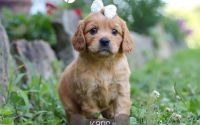 Female Mini Golden Retriever Pup - Karis