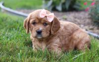 Female Mini Golden Retriever Pup - Luna