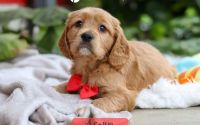 Male Mini Golden Retriever Pup - Acorn