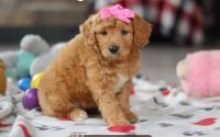 Female Mini Golden Retriever Pup - Lilac