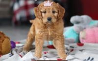 Female Mini Golden Retriever Pup - Rose