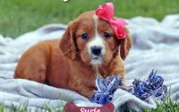 Female Mini Golden Retriever Pup - Susie