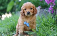 Male Mini Golden Retriever Pup - Charlie