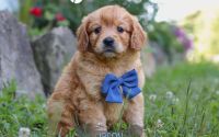 Male Mini Golden Retriever Pup - Jason