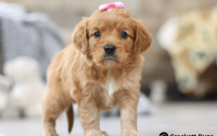 Feale Mini Golden Retriever Pup - Willow