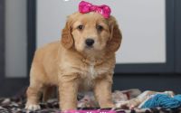 Female Mini Golden Retriever Pup - Daffodil