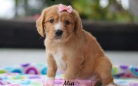 Female Mini Golden Retriever Pup - Mia