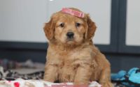 Female Mini Golden Retriever Pup - Rose