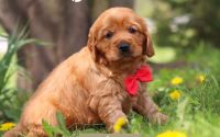 Male Mini Golden Retriever Pup - Alder