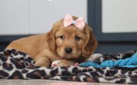 Female Mini Golden Retriever Pup - Hyacinth