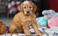 Female Mini Golden Retriever Pup - Rose