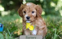 Male Mini Golden Retriever Pup - Barney