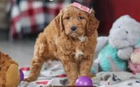 Female Mini Golden Retriever Pup - Fushia